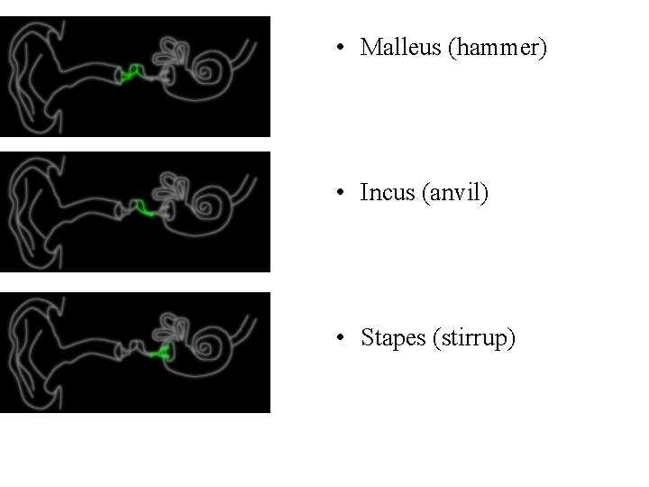  • Malleus (hammer) • Incus (anvil) • Stapes (stirrup) 