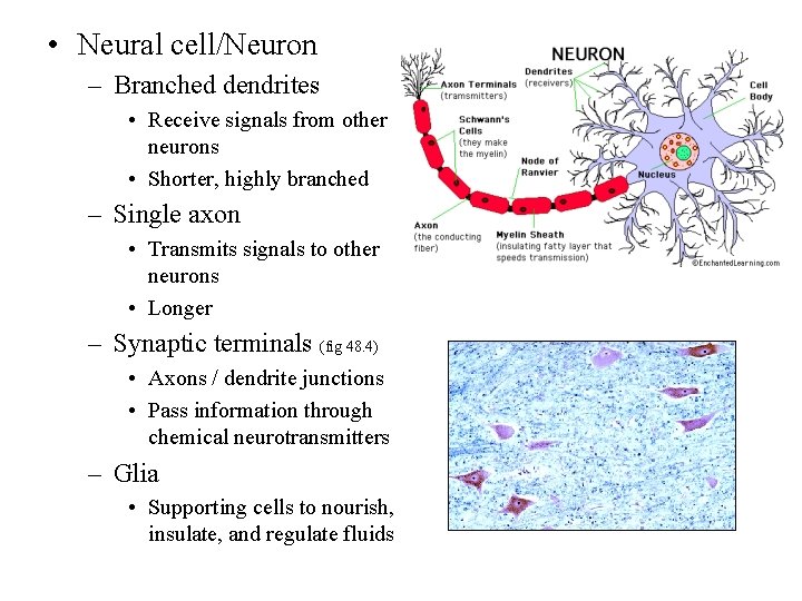  • Neural cell/Neuron – Branched dendrites • Receive signals from other neurons •