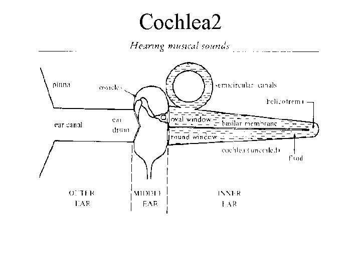 Cochlea 2 