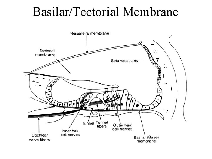 Basilar/Tectorial Membrane 