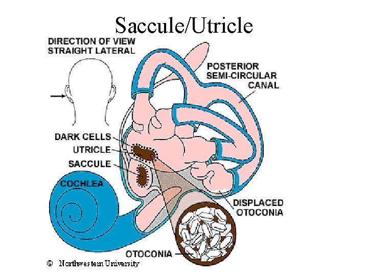 Saccule/Utricle 