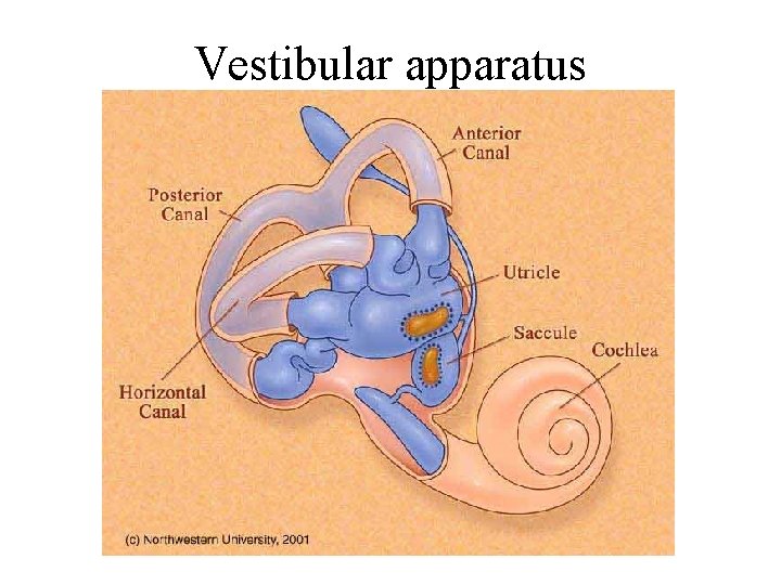 Vestibular apparatus 