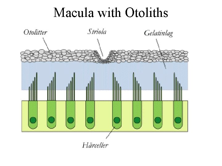 Macula with Otoliths 