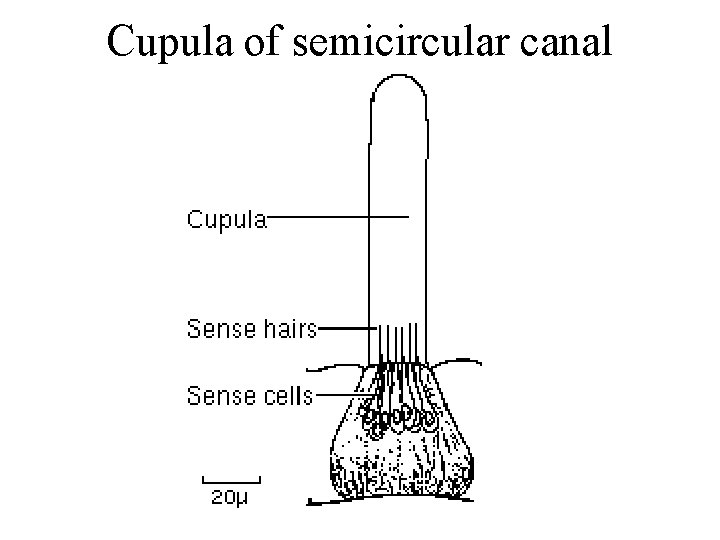 Cupula of semicircular canal 