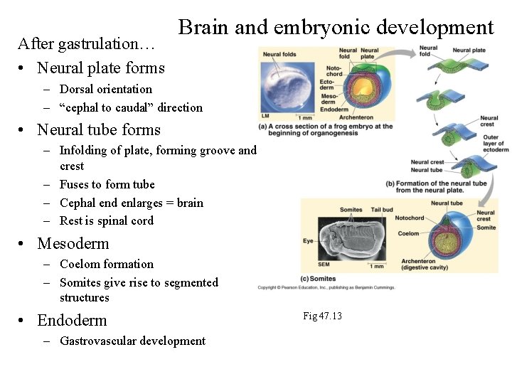 After gastrulation… • Neural plate forms Brain and embryonic development – Dorsal orientation –