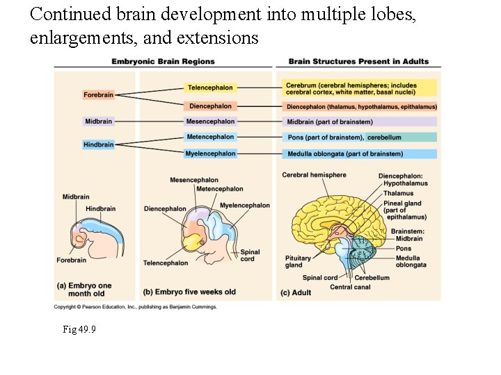 Continued brain development into multiple lobes, enlargements, and extensions Fig 49. 9 