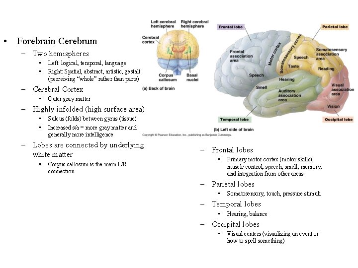  • Forebrain Cerebrum – Two hemispheres • • Left: logical, temporal, language Right: