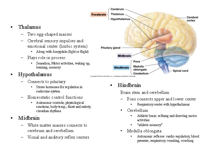  • Thalamus – Two egg-shaped masses – Cerebral sensory impulses and emotional center