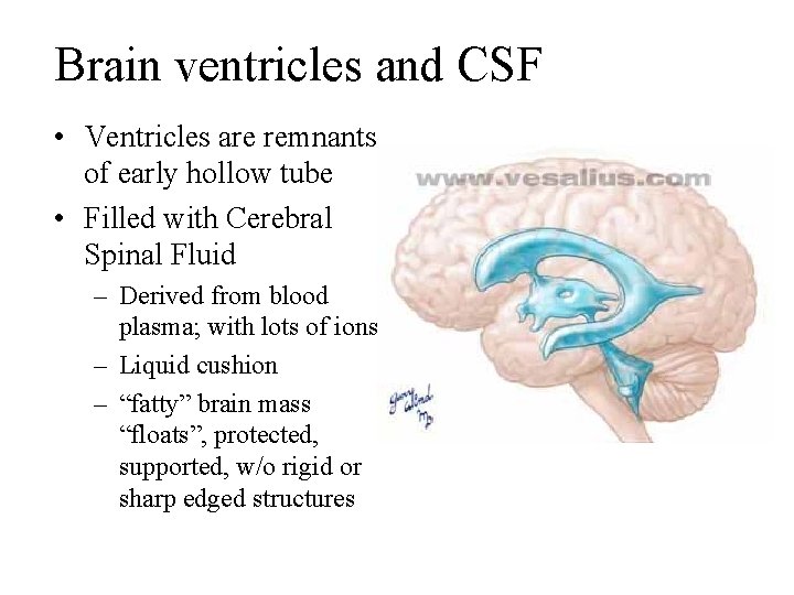 Brain ventricles and CSF • Ventricles are remnants of early hollow tube • Filled