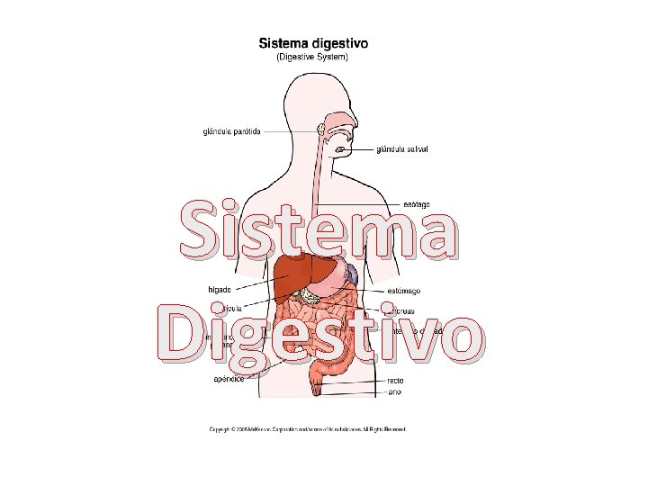 Sistema Digestivo 