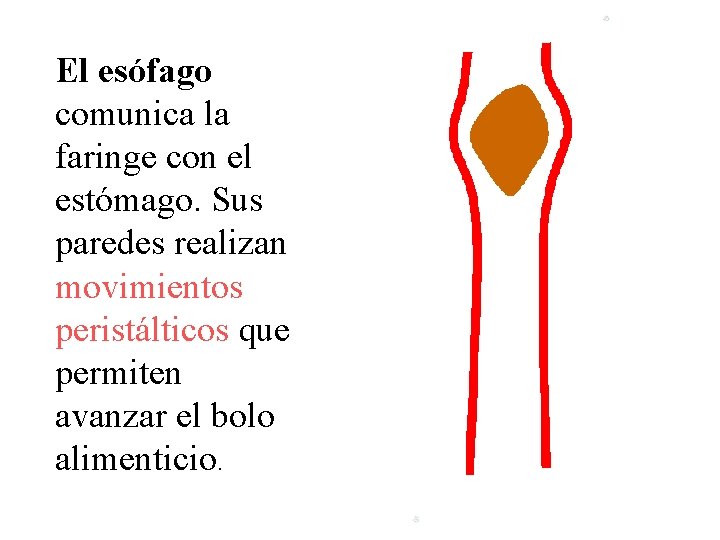 El esófago comunica la faringe con el estómago. Sus paredes realizan movimientos peristálticos que