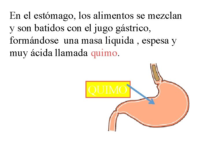 En el estómago, los alimentos se mezclan y son batidos con el jugo gástrico,