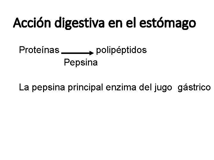 Acción digestiva en el estómago Proteínas polipéptidos Pepsina La pepsina principal enzima del jugo