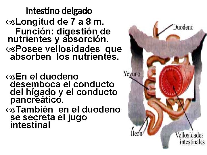 Intestino delgado Longitud de 7 a 8 m. Función: digestión de nutrientes y absorción.