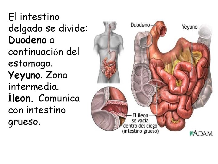 El intestino delgado se divide: Duodeno a continuación del estomago. Yeyuno. Zona intermedia. Íleon.