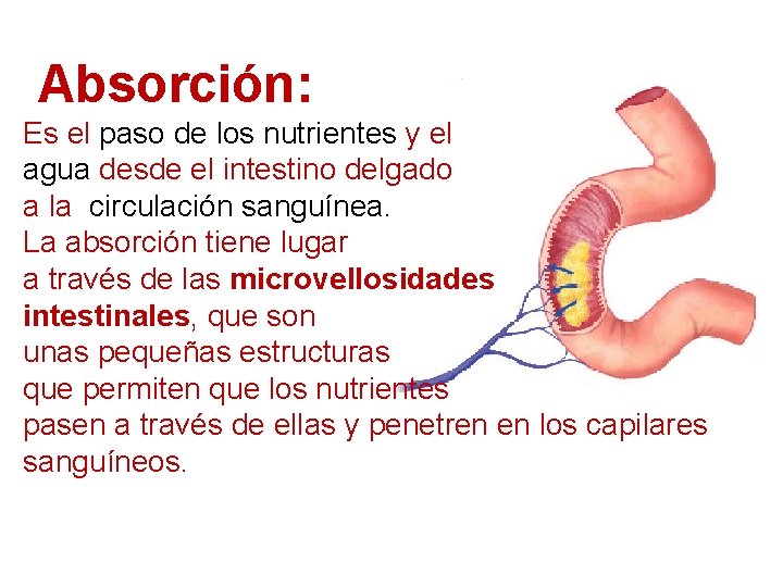 Absorción: Es el paso de los nutrientes y el agua desde el intestino delgado
