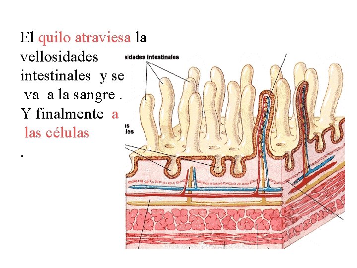 El quilo atraviesa la vellosidades intestinales y se va a la sangre. Y finalmente
