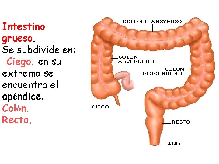 Intestino grueso. Se subdivide en: Ciego. en su extremo se encuentra el apéndice. Colón.