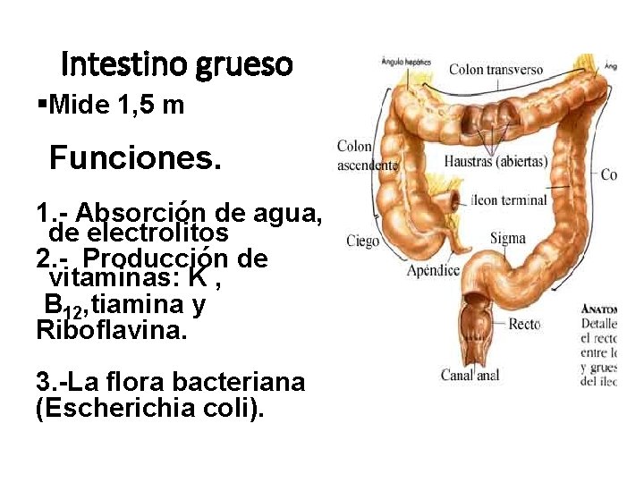 Intestino grueso Mide 1, 5 m Funciones. 1. - Absorción de agua, de electrolitos