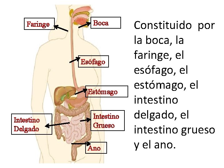 Faringe Boca Esófago Estómago Intestino Delgado Intestino Grueso Ano Constituido por la boca, la