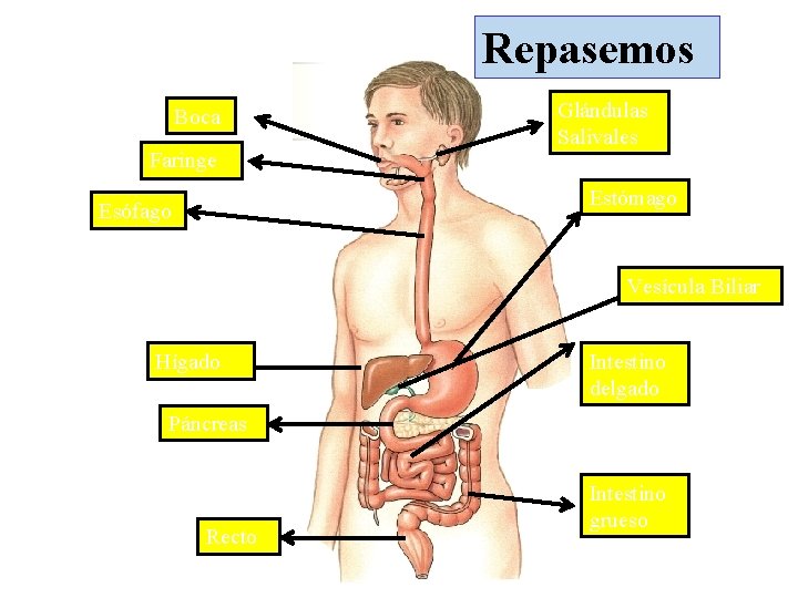 Repasemos Boca Faringe Glándulas Salivales Estómago Esófago Vesícula Biliar Hígado Intestino delgado Páncreas Recto