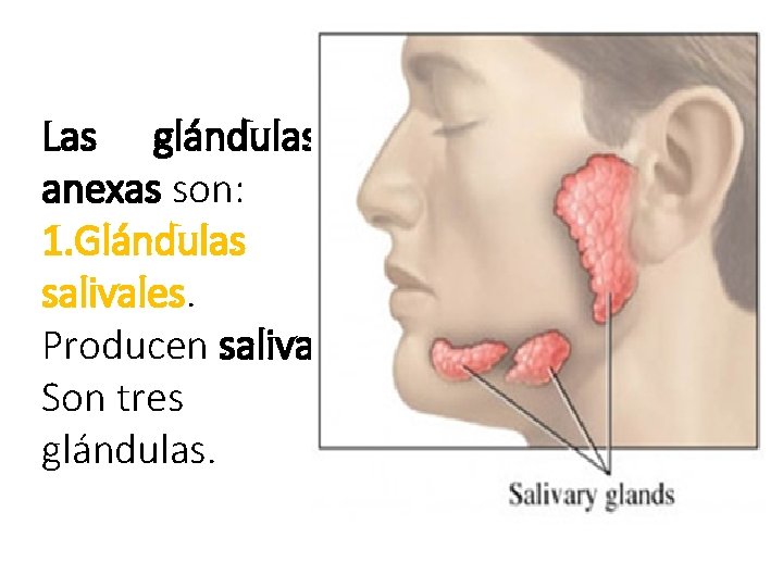 Las glándulas anexas son: 1. Glándulas salivales. Producen saliva. Son tres glándulas. 