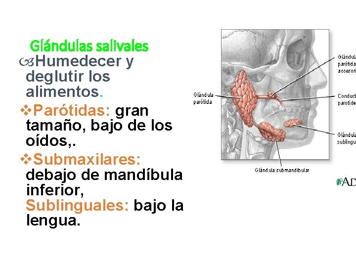 Glándulas salivales Humedecer y deglutir los alimentos. v. Parótidas: gran tamaño, bajo de los