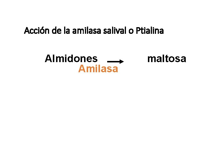 Acción de la amilasa salival o Ptialina Almidones Amilasa maltosa 