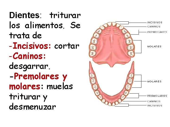 Dientes: triturar los alimentos. Se trata de -Incisivos: cortar -Caninos: desgarrar. -Premolares y molares: