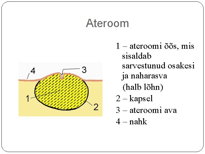 Ateroom 1 – ateroomi õõs, mis sisaldab sarvestunud osakesi ja naharasva (halb lõhn) 2