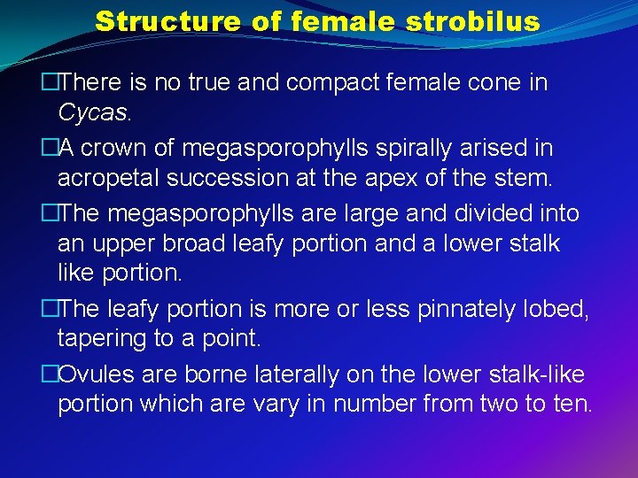 Structure of female strobilus �There is no true and compact female cone in Cycas.