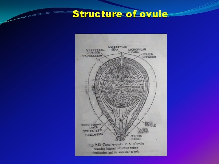 Structure of ovule 