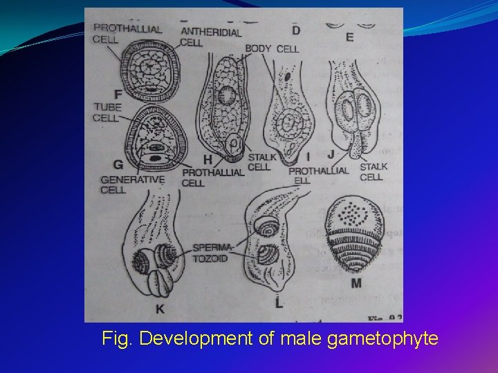 Fig. Development of male gametophyte 