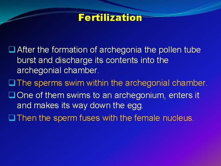 Fertilization q After the formation of archegonia the pollen tube burst and discharge its
