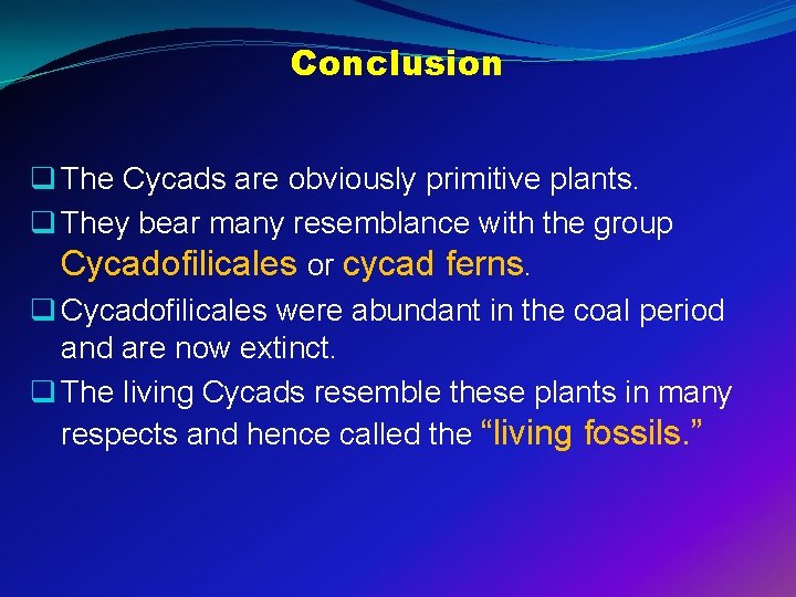 Conclusion q The Cycads are obviously primitive plants. q They bear many resemblance with