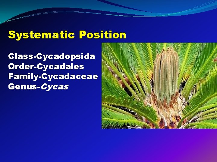 Systematic Position Class-Cycadopsida Order-Cycadales Family-Cycadaceae Genus-Cycas 