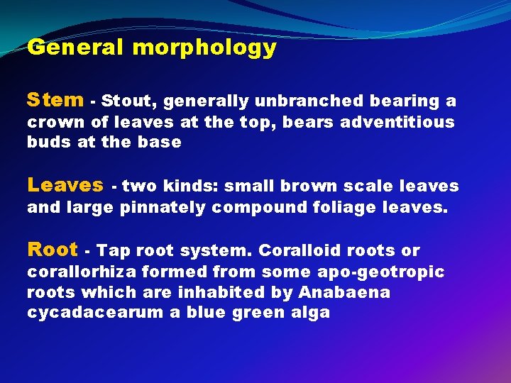 General morphology Stem - Stout, generally unbranched bearing a crown of leaves at the