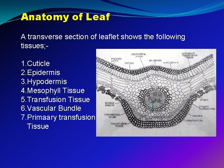 Anatomy of Leaf A transverse section of leaflet shows the following tissues; 1. Cuticle