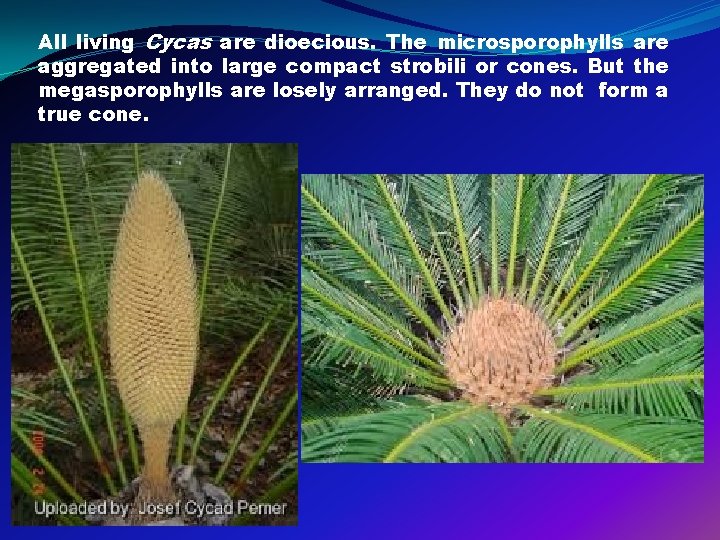 All living Cycas are dioecious. The microsporophylls are aggregated into large compact strobili or