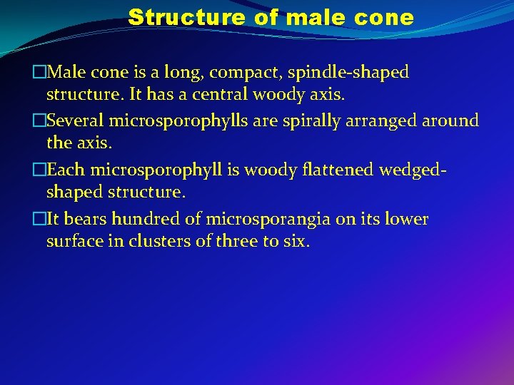 Structure of male cone �Male cone is a long, compact, spindle-shaped structure. It has