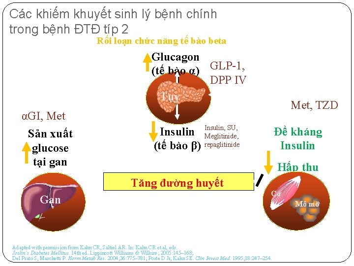 Các khiếm khuyết sinh lý bệnh chính trong bệnh ĐTĐ típ 2 Rối loạn