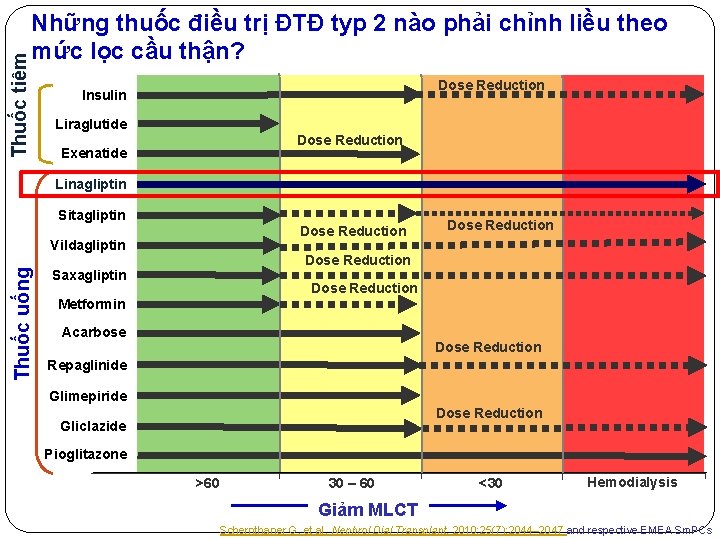 Thuốc tiêm Những thuốc điều trị ĐTĐ typ 2 nào phải chỉnh liều theo