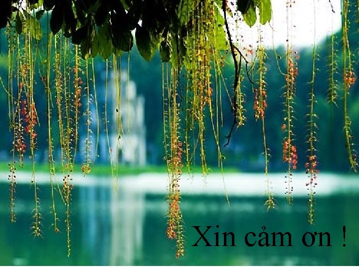 Xin cảm ơn ! 