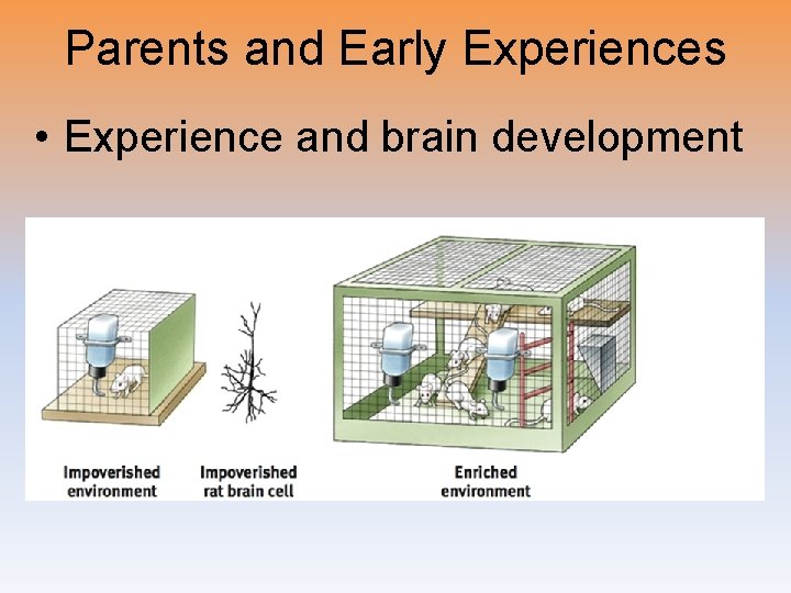 Parents and Early Experiences • Experience and brain development 