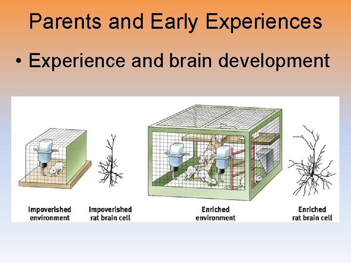 Parents and Early Experiences • Experience and brain development 