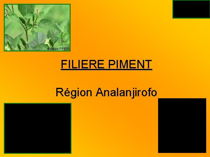 Source PPRR FILIERE PIMENT Région Analanjirofo Source PPRR 