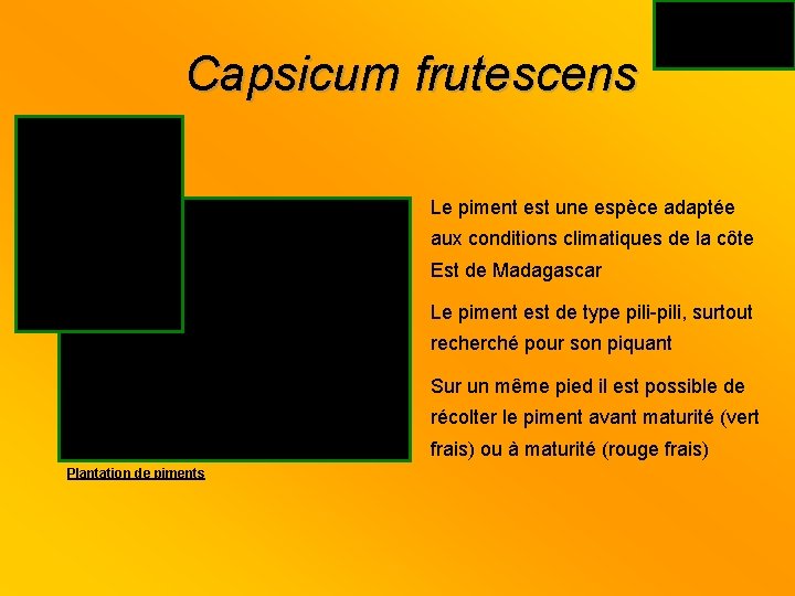 Capsicum frutescens Le piment est une espèce adaptée aux conditions climatiques de la côte
