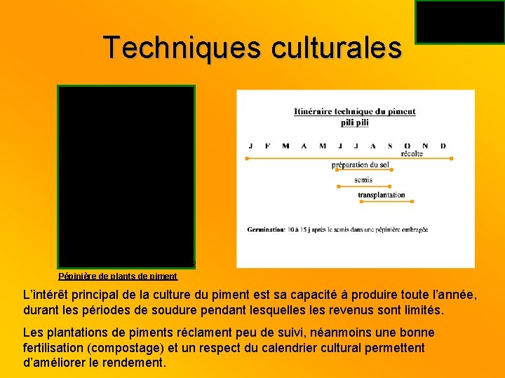 Techniques culturales Source PPRR Pépinière de plants de piment L’intérêt principal de la culture