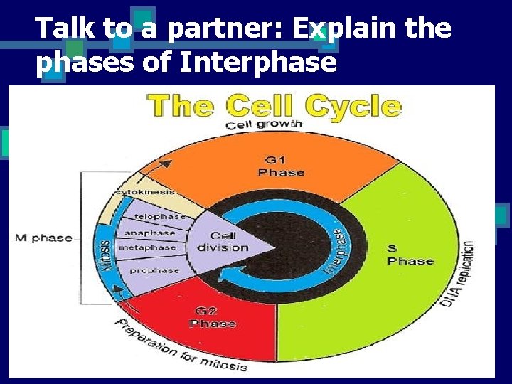 Talk to a partner: Explain the phases of Interphase 