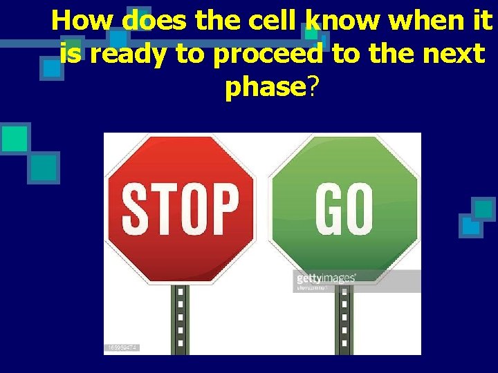 How does the cell know when it is ready to proceed to the next